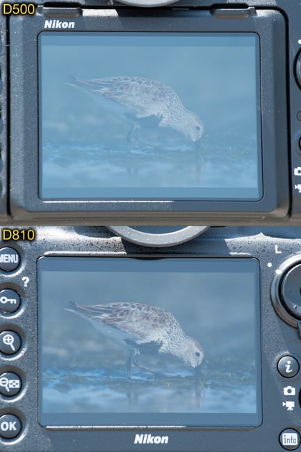 D500 vs. D810 monitor outside