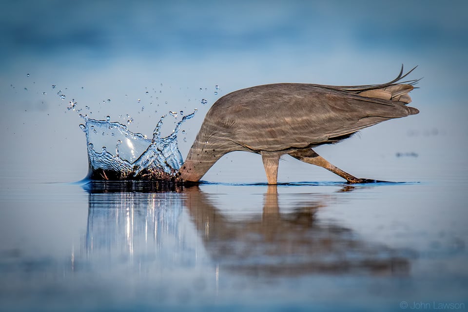 Little Blue Heron - Nikon D500, 600mm f/4, ISO 180 1/3200s f/5.6