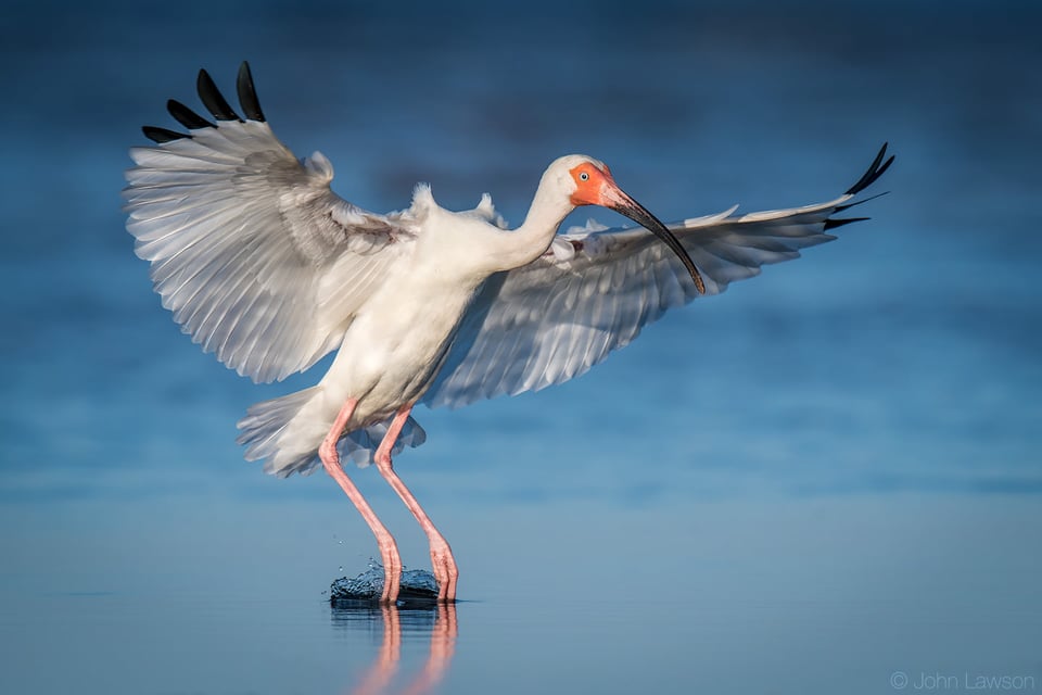 American White Ibis - Nikon D500, 600mm f/4, ISO 180 1/3200s f/5.6