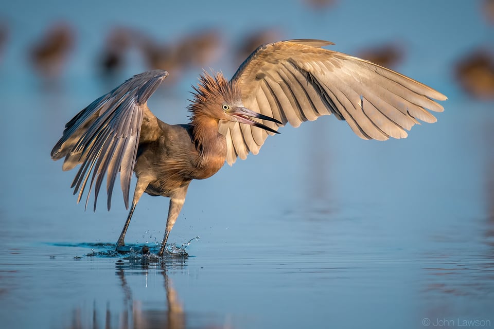 Reddish Egret - Nikon D500, 600mm f/4, ISO 320 1/2500s f/5.6