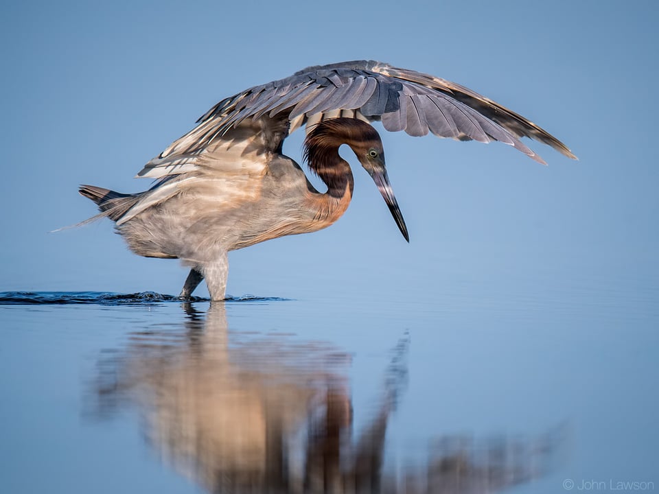 Reddish Egret - Nikon D500, 600mm f/4, ISO 200 1/3200s f/5.6