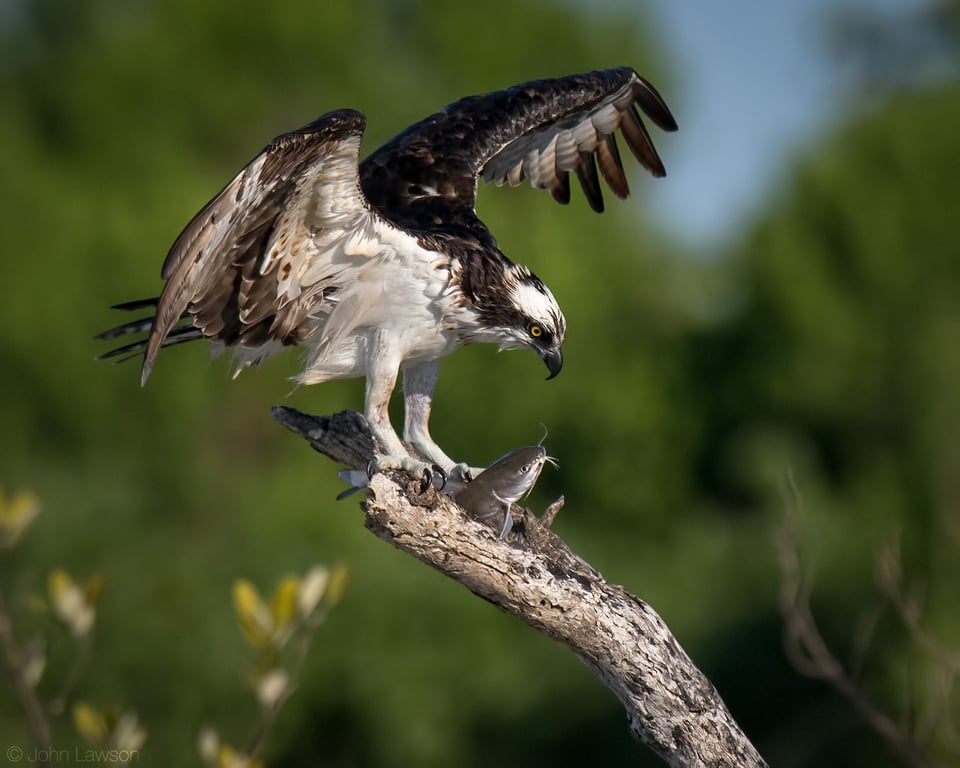 Osprey - Nikon D500, 600mm f/4, ISO 360 1/3200s f/5.6