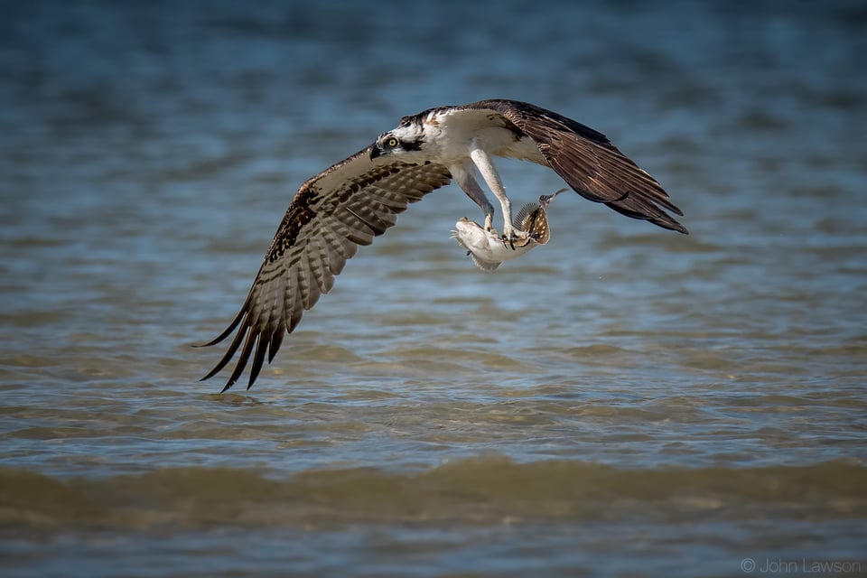 Osprey - Nikon D500, 600mm f/4, ISO 220 1/3200s f/5.6