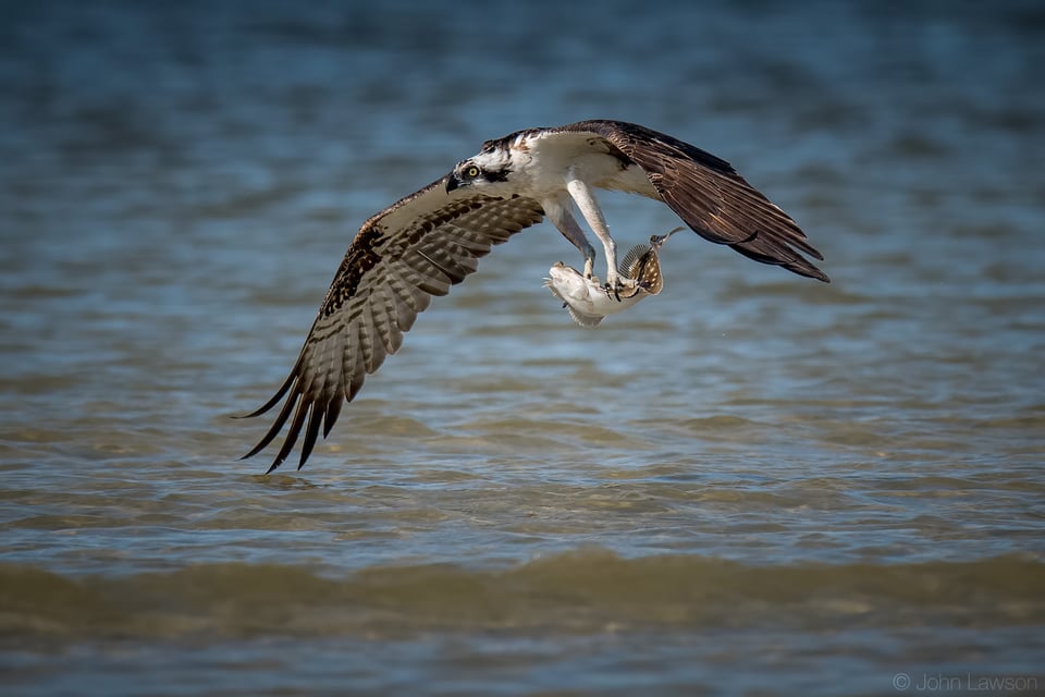 Osprey - Nikon D500, 600mm f/4, ISO 220 1/3200s f/5.6