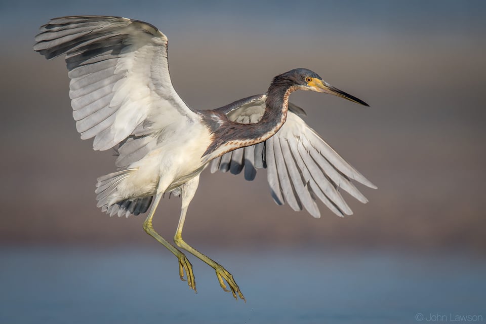 Tri-Colored Heron - Nikon D500, 600mm f/4, ISO 250 1/4000s f/5.6