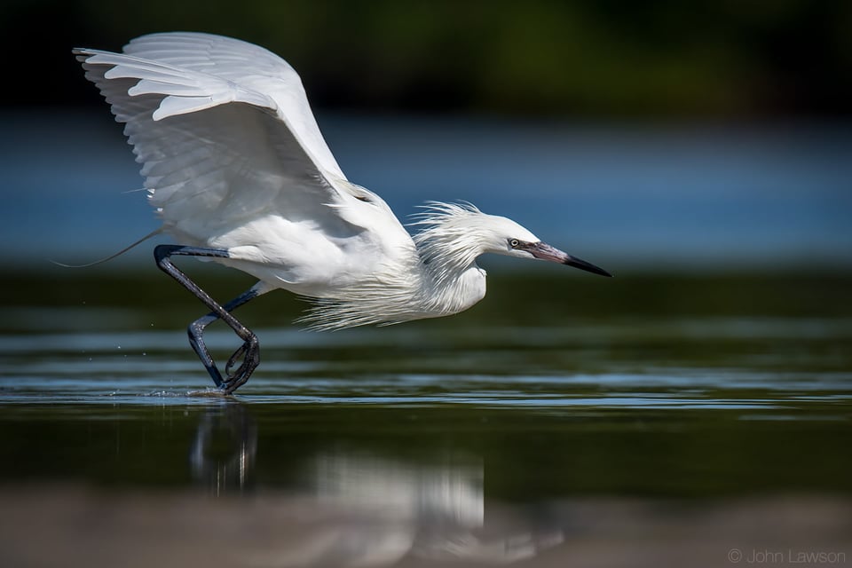 Reddish Egret (white morph) - Nikon D500, 600mm f/4, ISO 220 1/4000s f/5.6