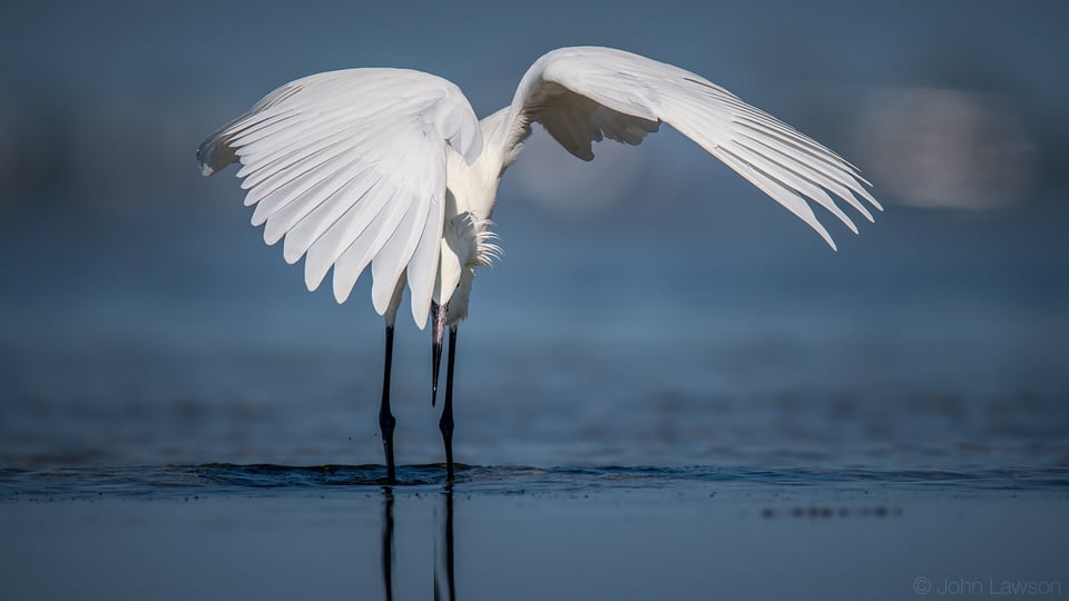 Reddish Egret (white morph) - Nikon D500, 600mm f/4, ISO 160 1/4000s f/5.6