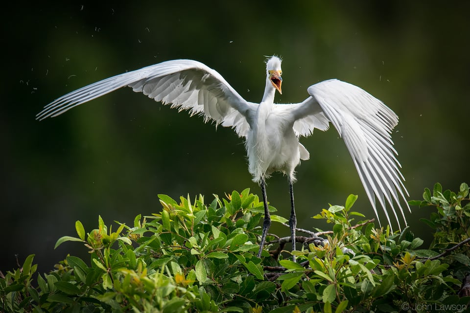 Great Egret - Nikon D500, 600mm f/4, ISO 320 1/1250s f/5.6