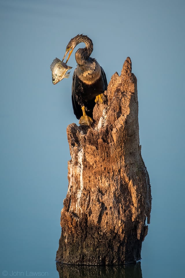 Anhinga - Nikon D500, 200-500mm f/5.6 @ 360mm, ISO 400 1/1600s f/6.3