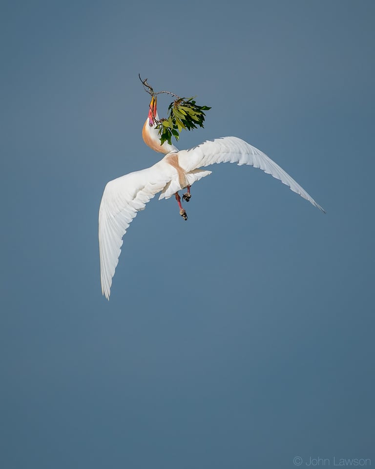 Cattle Egret - Nikon D500, 200-500mm f/5.6 @ 500mm, ISO 220 1/3200s f/5.6