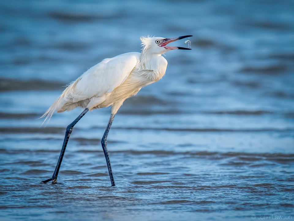 Reddish Egret (white morph) - Nikon D500, 600mm f/4, ISO 900 1/3200s f/5.6