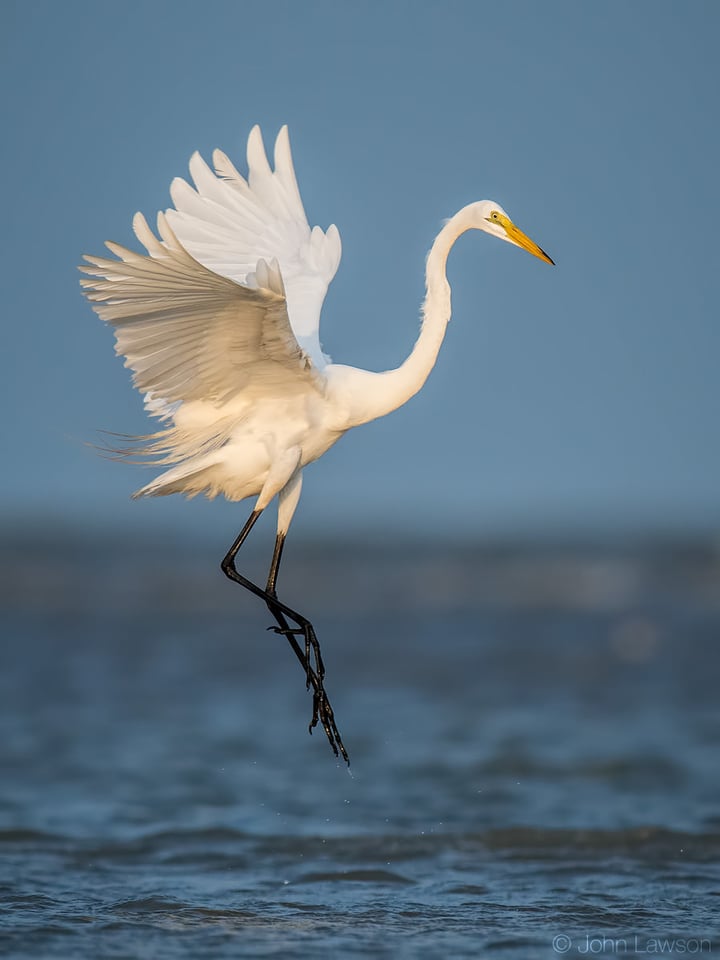 Great Egret - Nikon D500, 600mm f/4, ISO 800 1/2500s f/5.6