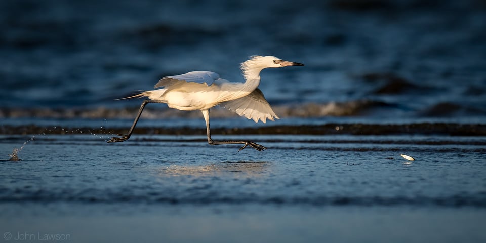 Reddish Egret (white morph) - Nikon D500, 600mm f/4, ISO 320 1/2500s f/5.6