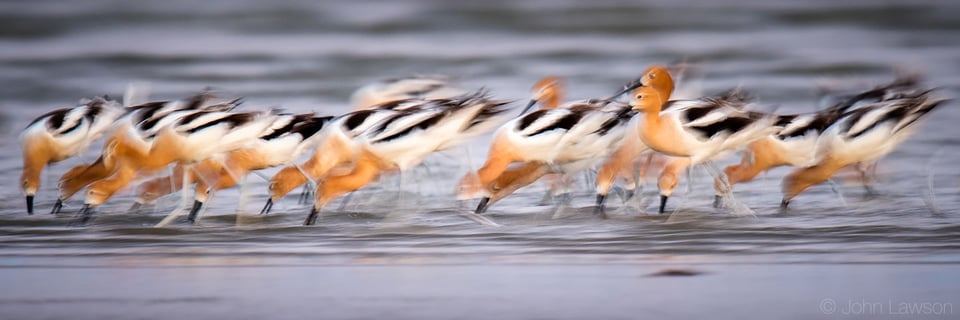 American Avocet - Nikon D500, 600mm f/4, ISO 280 1/15s f/8