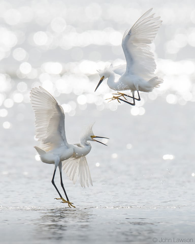 Snowy Egret - Nikon D500, 600mm f/4, ISO 100 1/2500s f/5.6