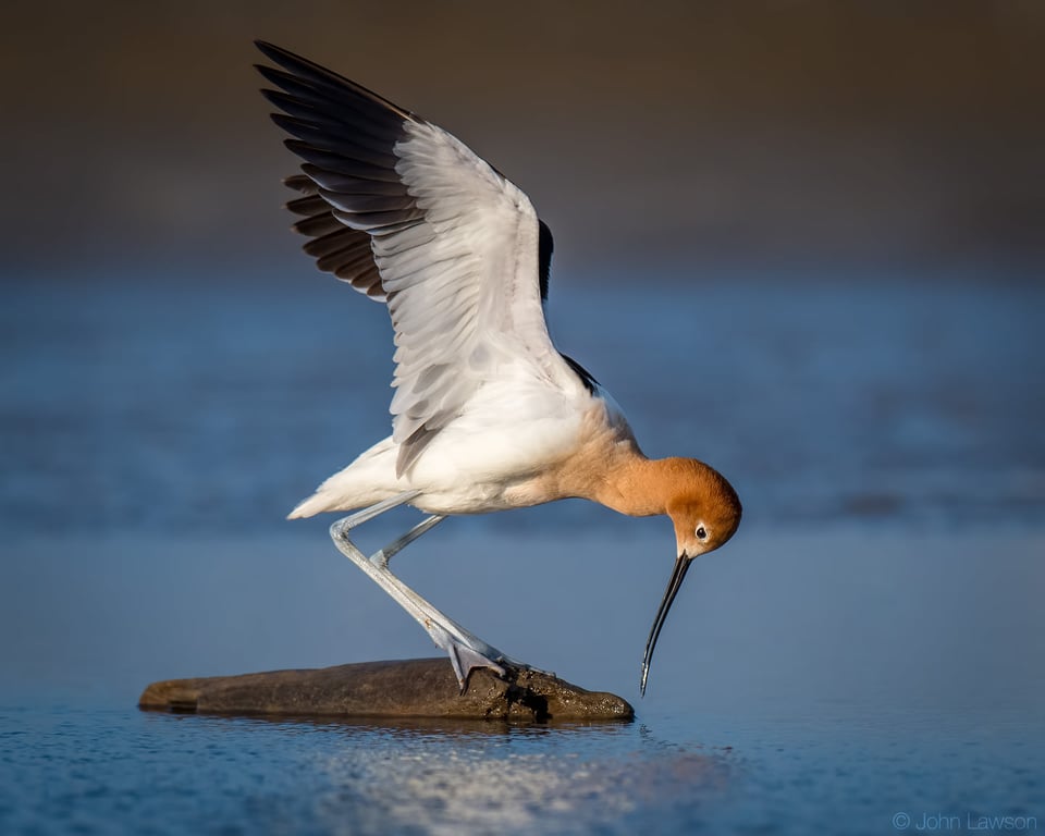 American Avocet - Nikon D500, 600mm f/4, ISO 220 1/2500s f/5.6