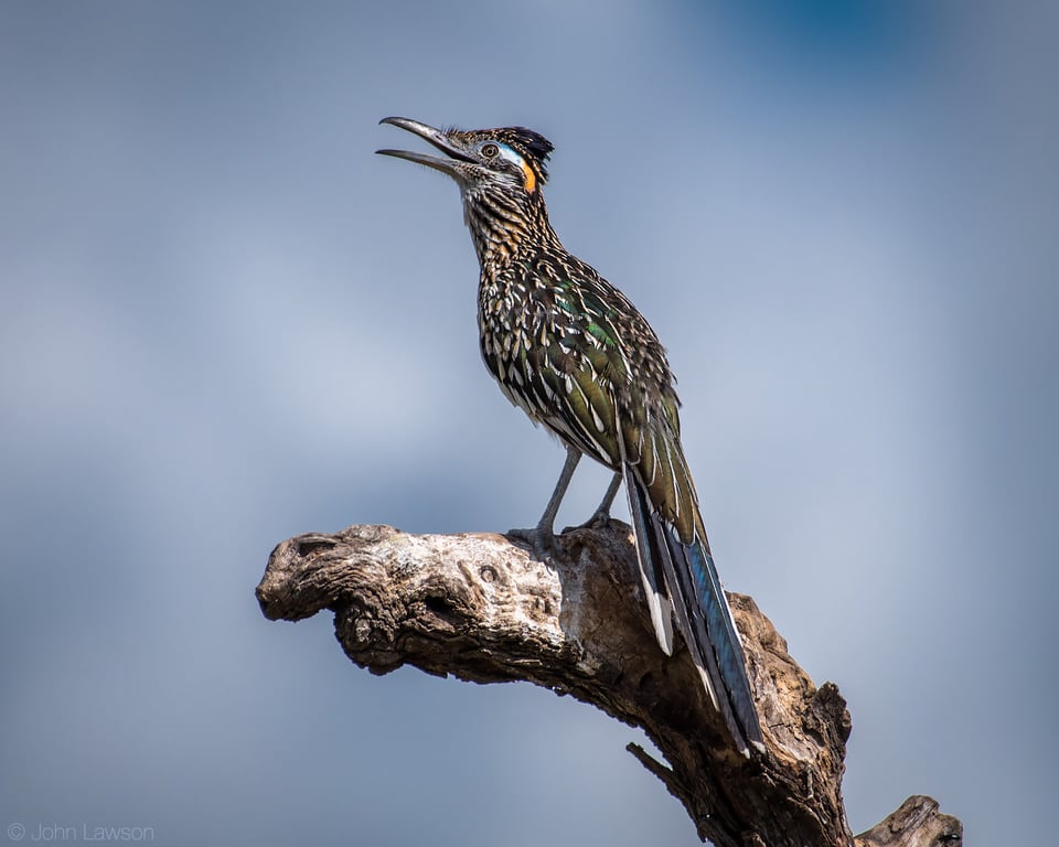 Greater Roadrunner - Nikon D500, 200-500mm f/5.6 @ 500mm, ISO 140 1/2500s f/5.6