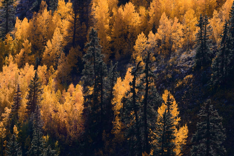 Distant Aspens