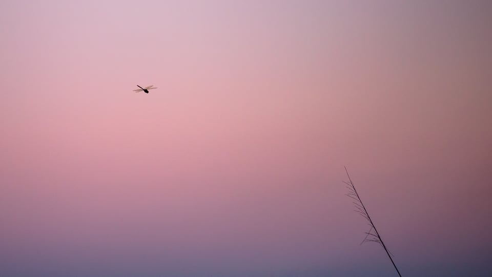 Dragonfly at a Pink Sunset