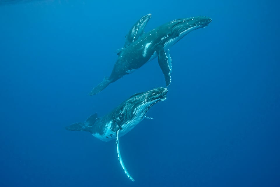 Mother, Calf & Escort