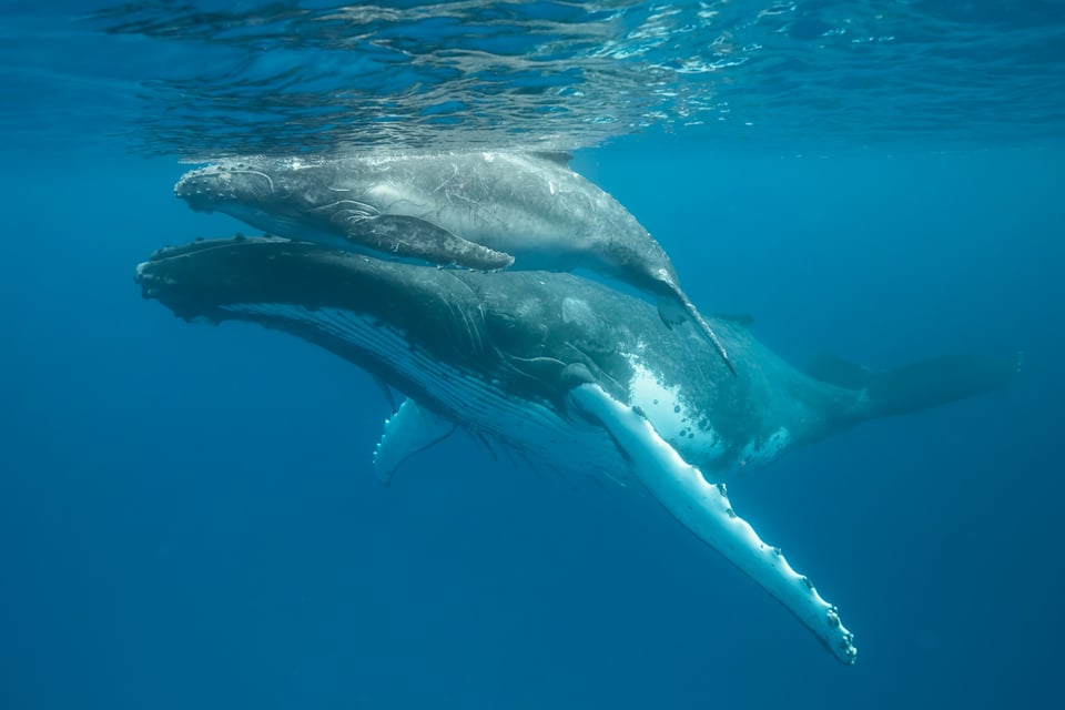 Mother & Calf_3