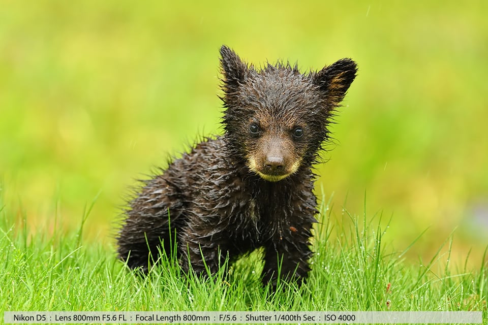 Tiny Black Bear Cub in Pouring Rain Oh So Cute