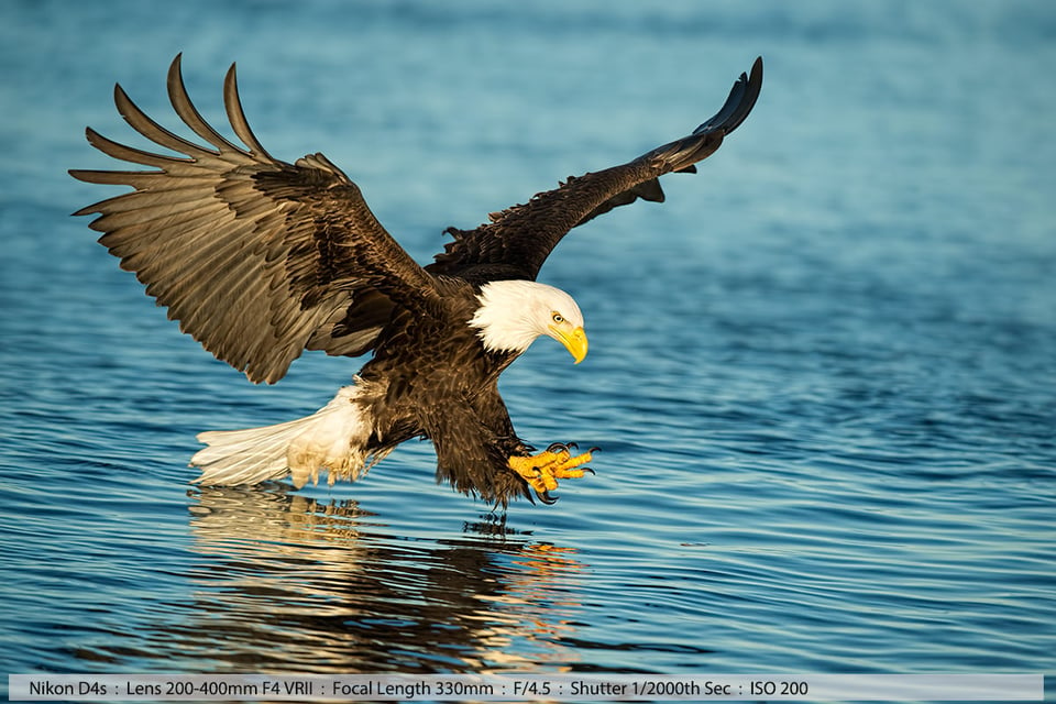 Bald Eagle Fish Grab Pose Homer Alaska