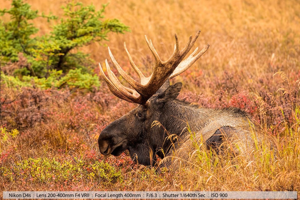Nice Bull Moose Bedded Down Chugach SP Alaska
