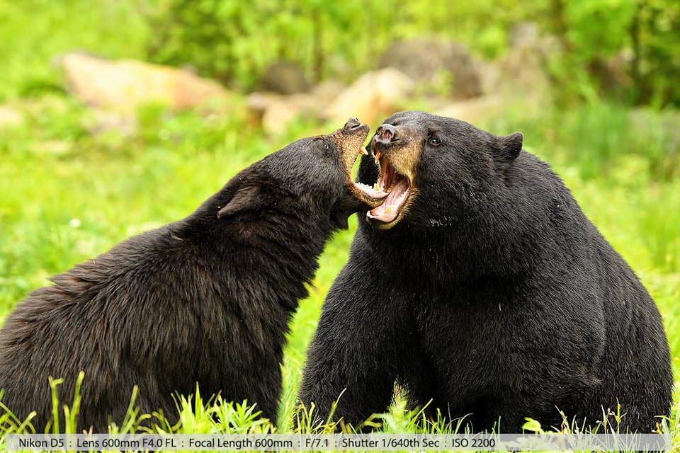 Huge Male Black Bear and Sow Mating