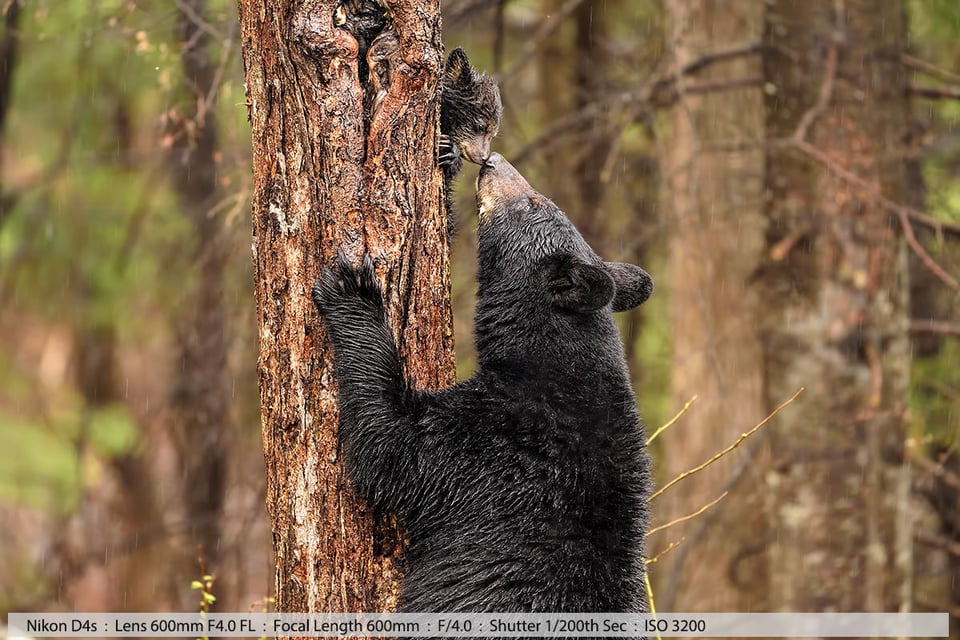 Female Black Bear Greeting Tiny Cub in Tree
