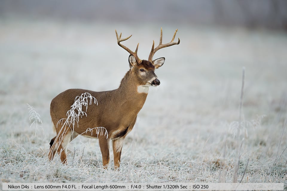 Whitetail Deer in Early Frost
