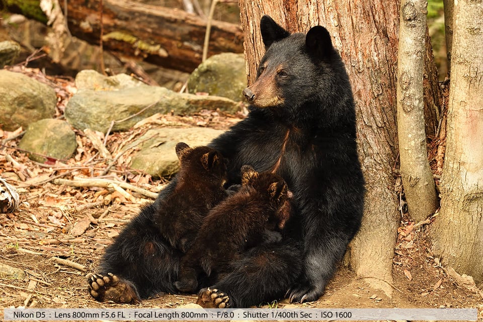 Female Black Bear Nursing Her Two Tiny Cubs
