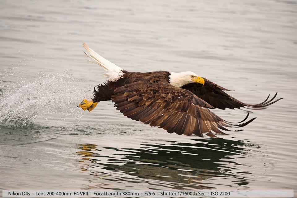 Bald Eagle Catching Fish Homer Alaska