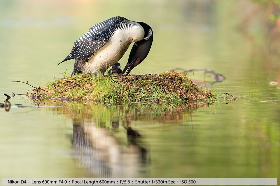 Loon with 2 day old baby and egg in Nest