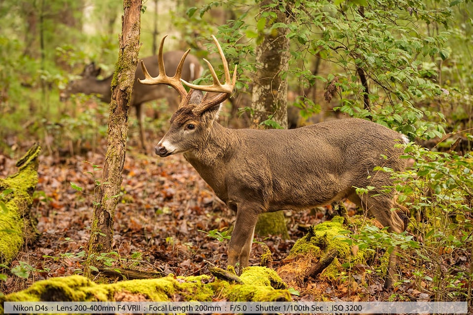 10 Point Whitetail Deer Buck in Woods with Doe