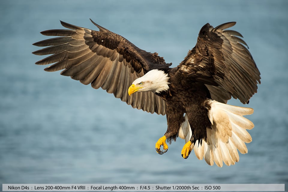 Beautiful Bald Eagle in Flight Homer Alaska