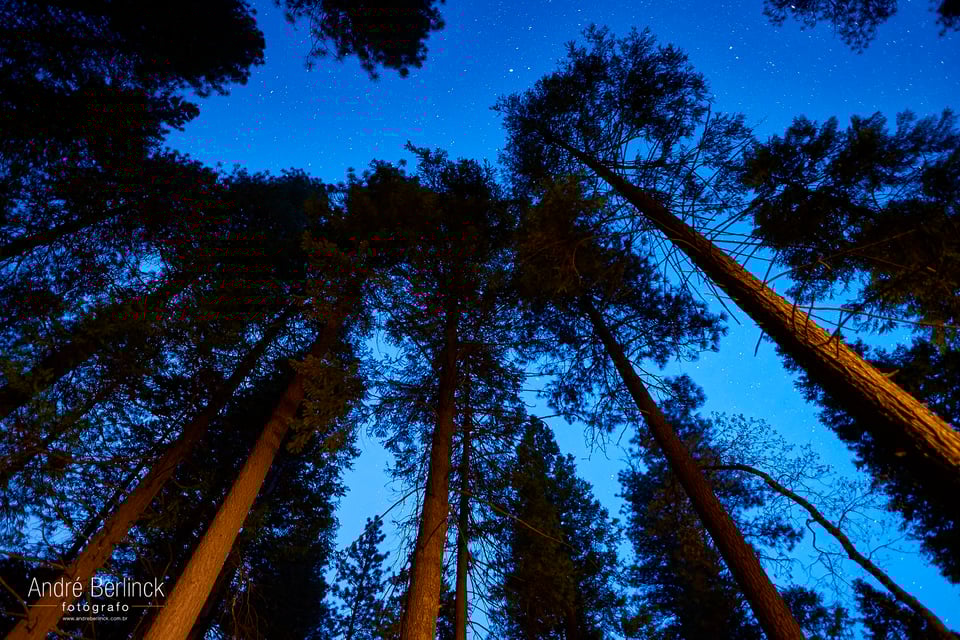 Redwoods