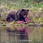 Yellowstone National Park (1)