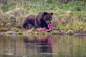 Yellowstone National Park (1)