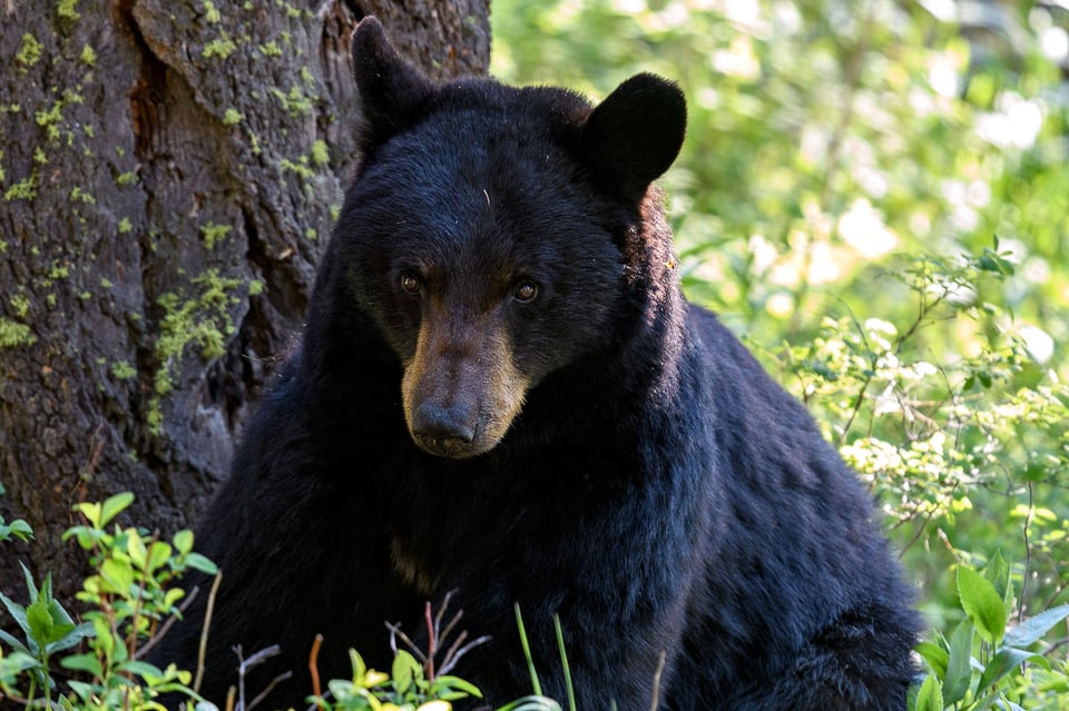 Yellowstone National Park (6)