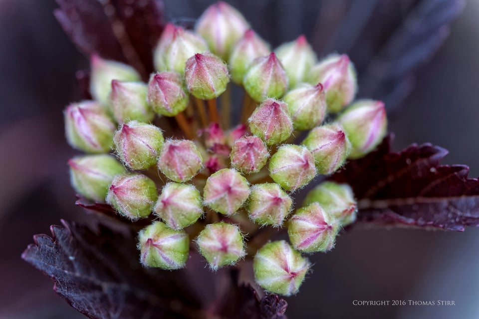 flowers up close 10