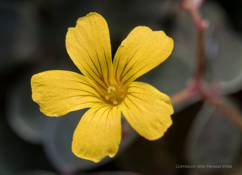 flowers up close 2