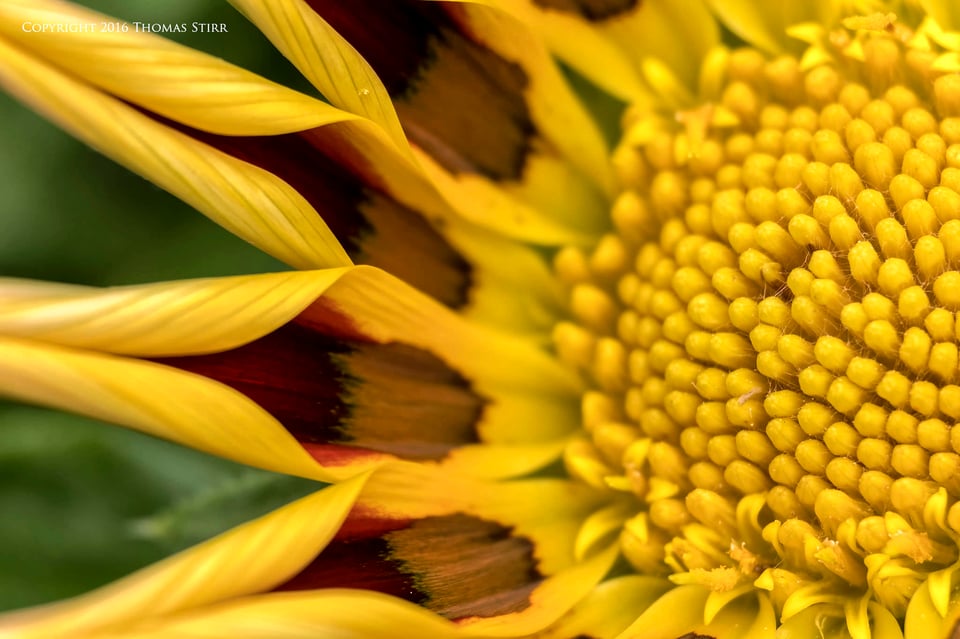 flowers up close 3