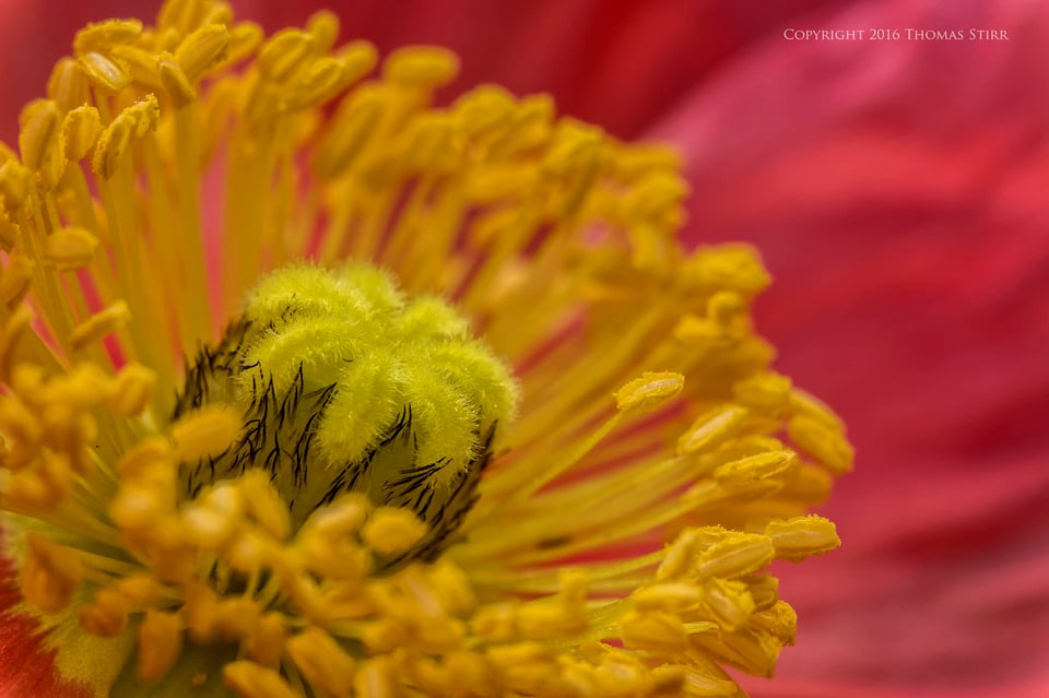 flowers up close 4