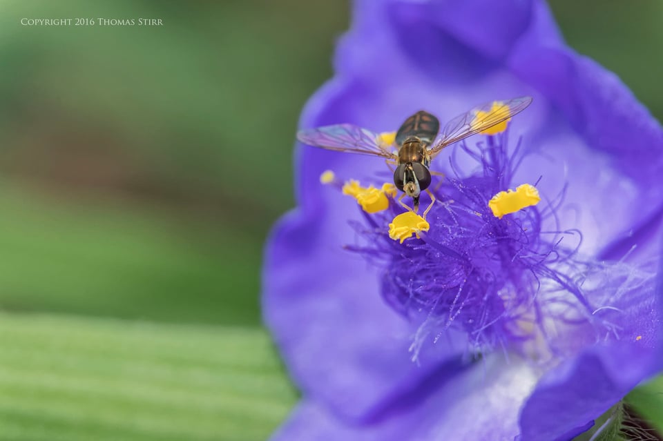 flowers up close 6