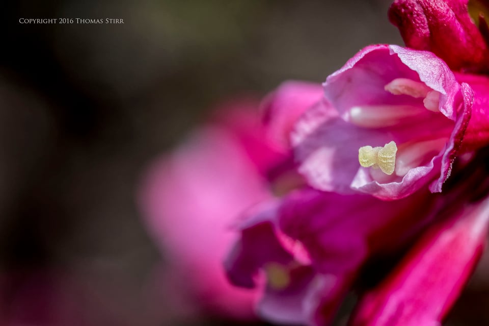 flowers up close 7