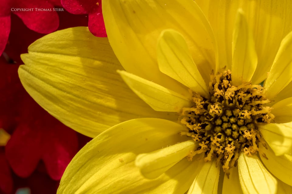 flowers up close 8