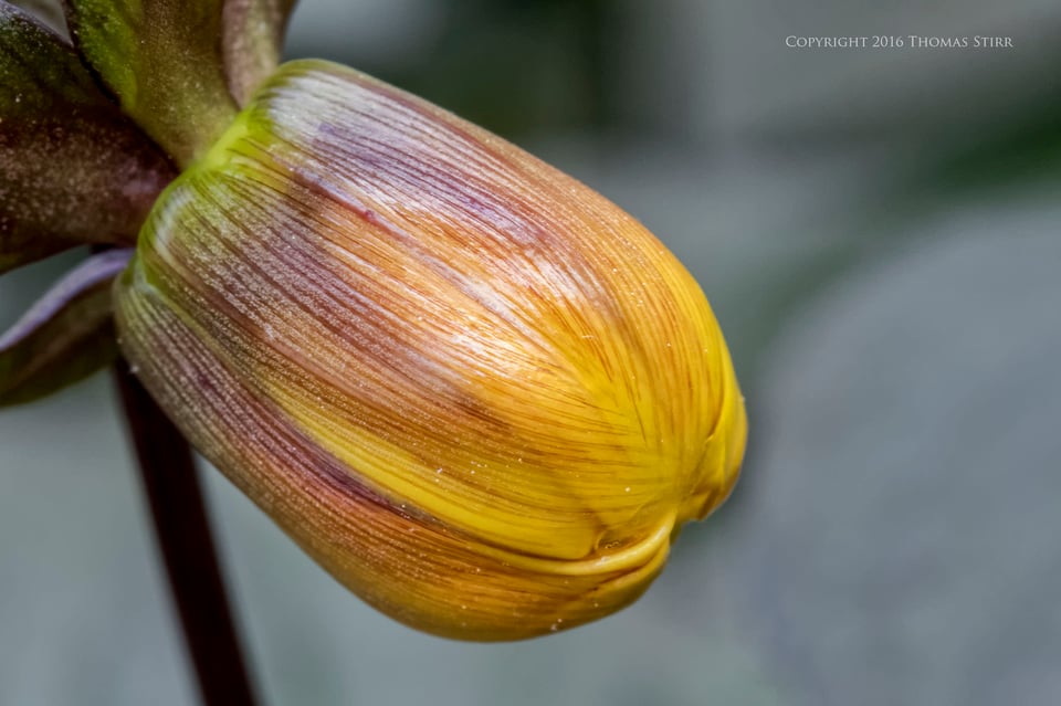 flowers up close 9