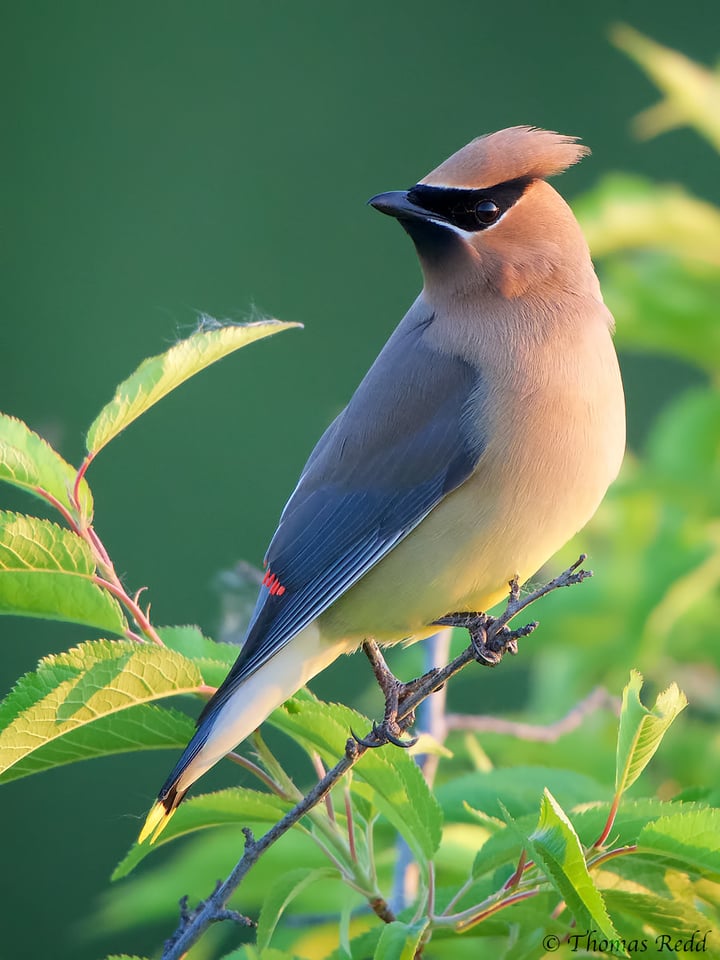 Cedar Waxwing - Nikon D500, 500mm f/4 + 1.4x T.C., ISO 2000 1/400s f/7.1