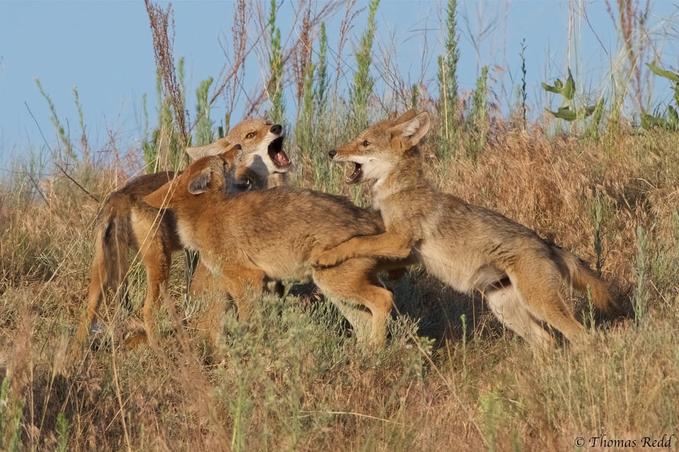 Coyote pups - Nikon D500, 500mm f/4 + 1.4x T.C., ISO 640 1/1600s f/8